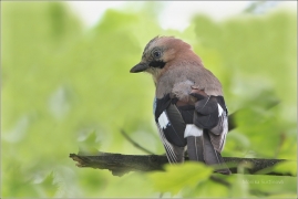 <p>SOJKA OBECNÁ (Garrulus glandarius)</p>